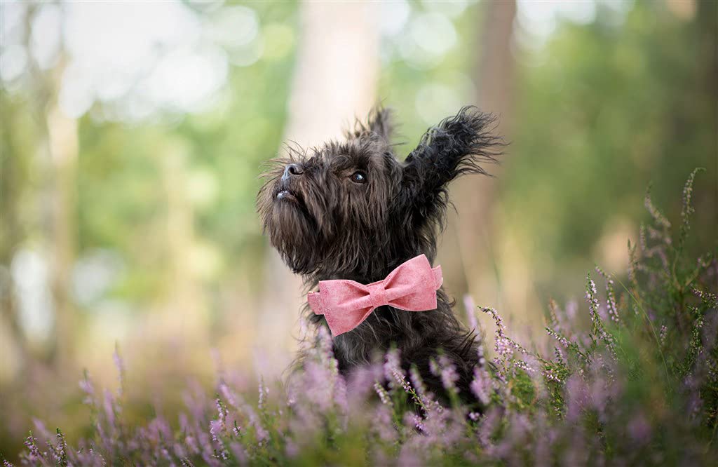 Pink Colorful Adjustable Dog Collar with Soft Bow Tie - Elegant & Comfortable Pet Collar for Large Dogs - Perfect for Daily Walks, Training & Special Occasions