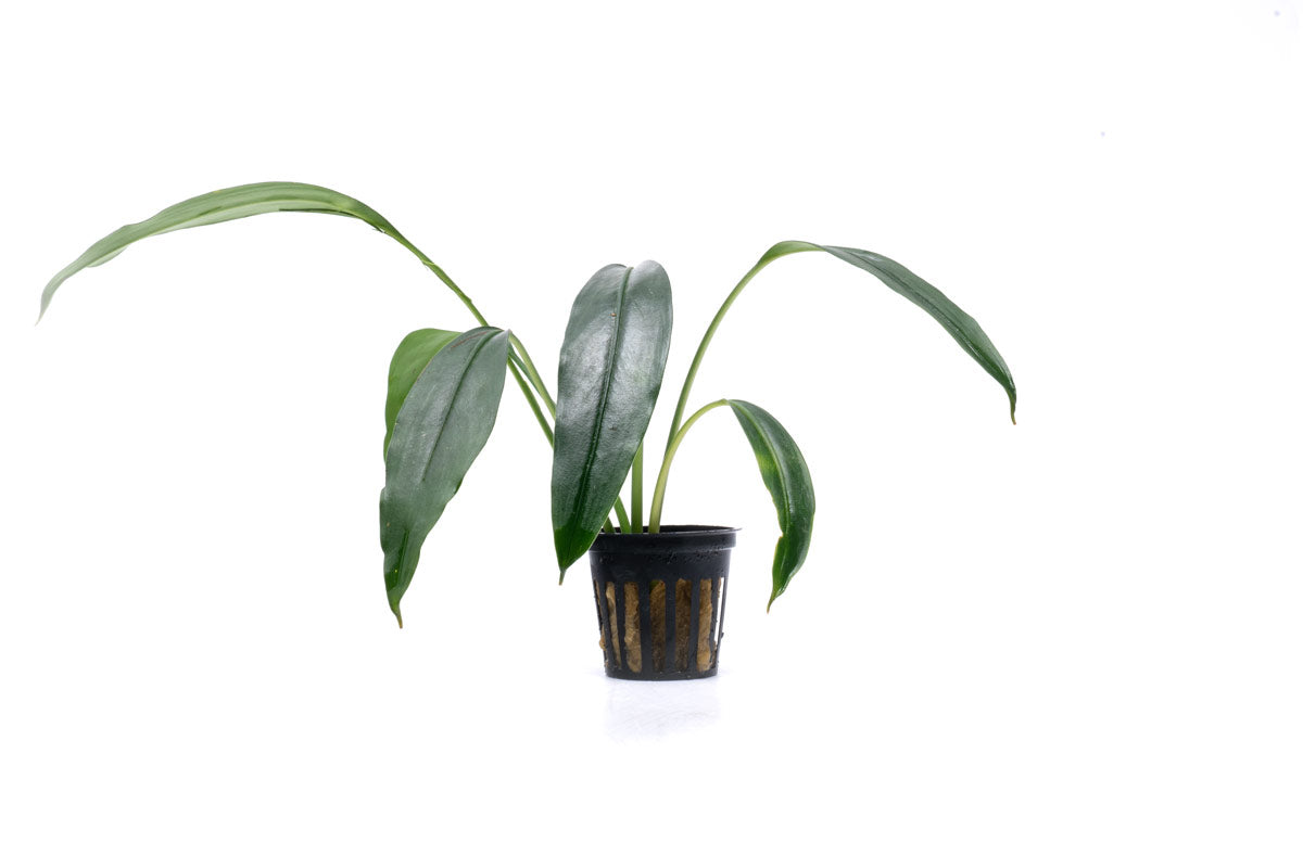 Bucephalandra Goliath Aquatic Plant - Live Aquarium Plants for Fish Tank Decoration | Perfect for Freshwater Aquascaping & Shrimp Tanks