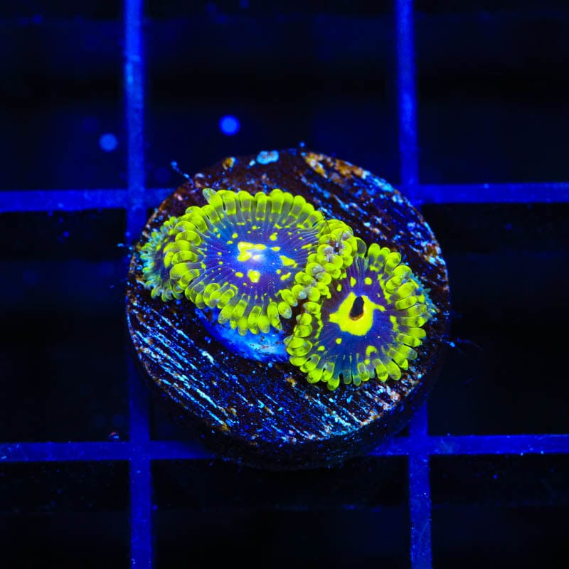 Exotic Exosphere Zoanthids Coral for Saltwater Aquariums - Vibrant Live Coral for Reef Tanks & Marine Aquascaping