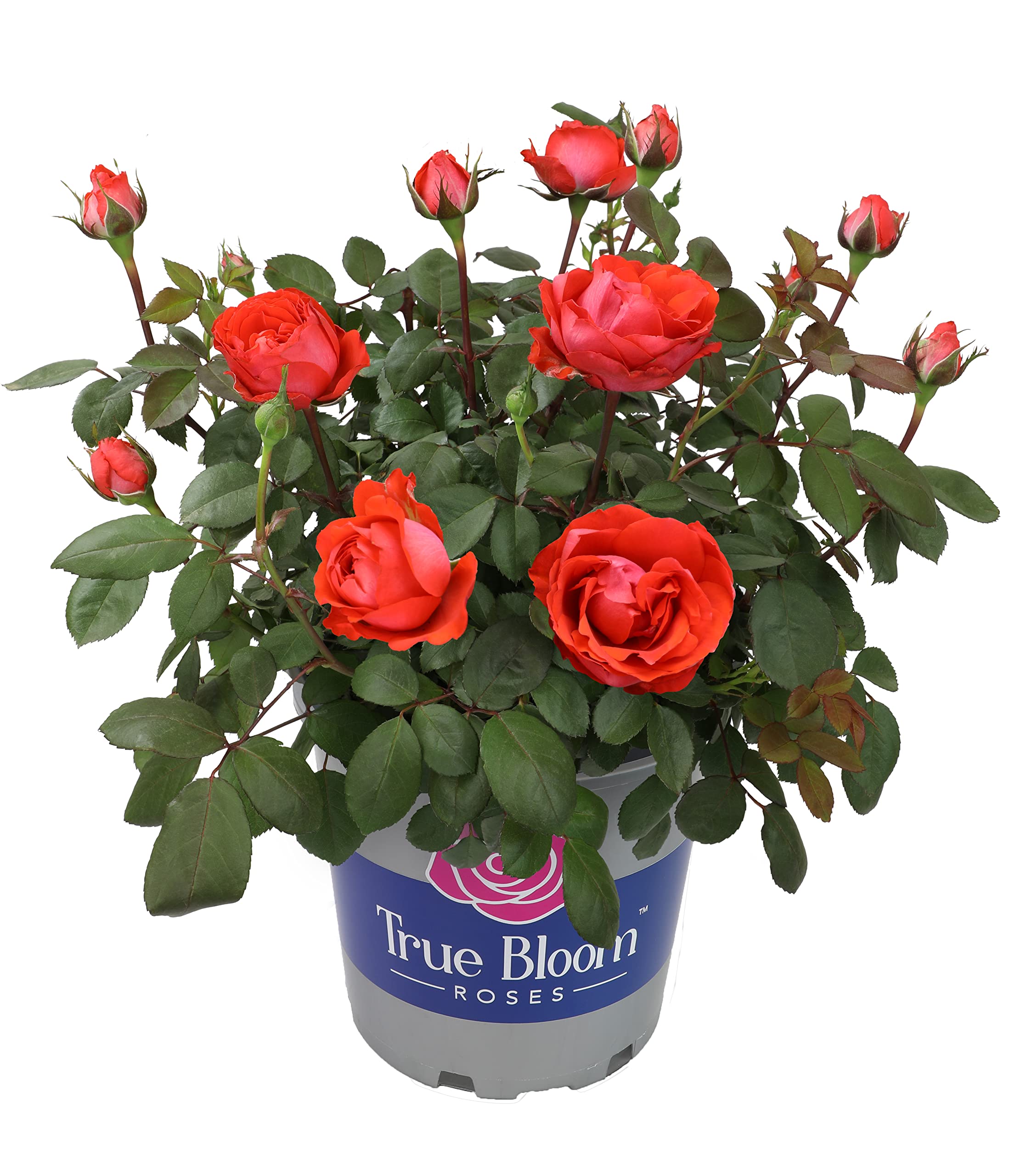 Fresh Orange Roses for Delivery Prime - Live Rose Bush Plants in Pots, Perfect Plant Lover Gifts & Outdoor Garden Decor - Ideal for Home Decor, Weddings, and Special Occasions