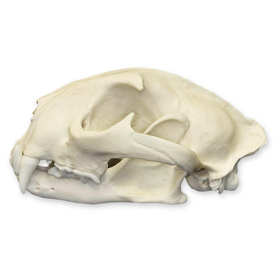Authentic Replica Mountain Lion Skull - Male - Lifelike Home Decor, Educational Display & Wildlife Enthusiast Collection