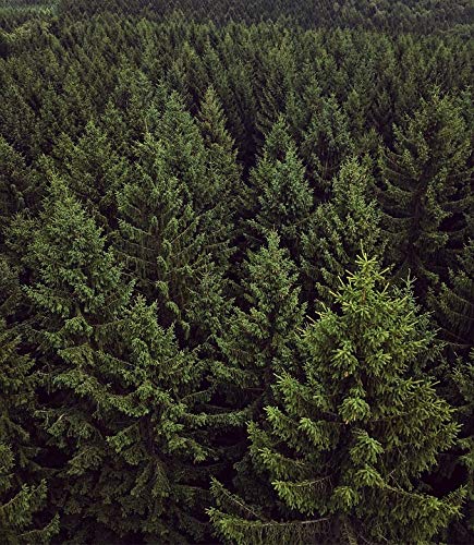 20x30 Inch Laminated Green Chemnitz Forest Landscape Nature Poster - Vibrant Colors & HD Imagery - Fits Standard Frames - Perfect for Living Room, Bedroom & Office Wall Decor