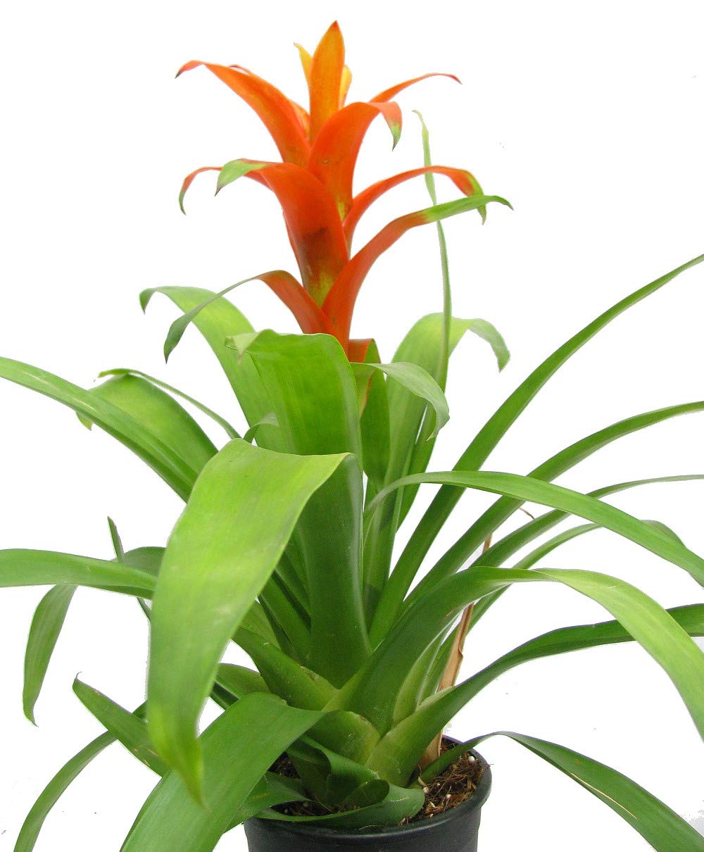 Orange Jazz Blazing Star Vase Plant - 4 Inch Pot - Guzmania Bromeliad Houseplant for Home Decor, Office Desk, and Indoor Garden