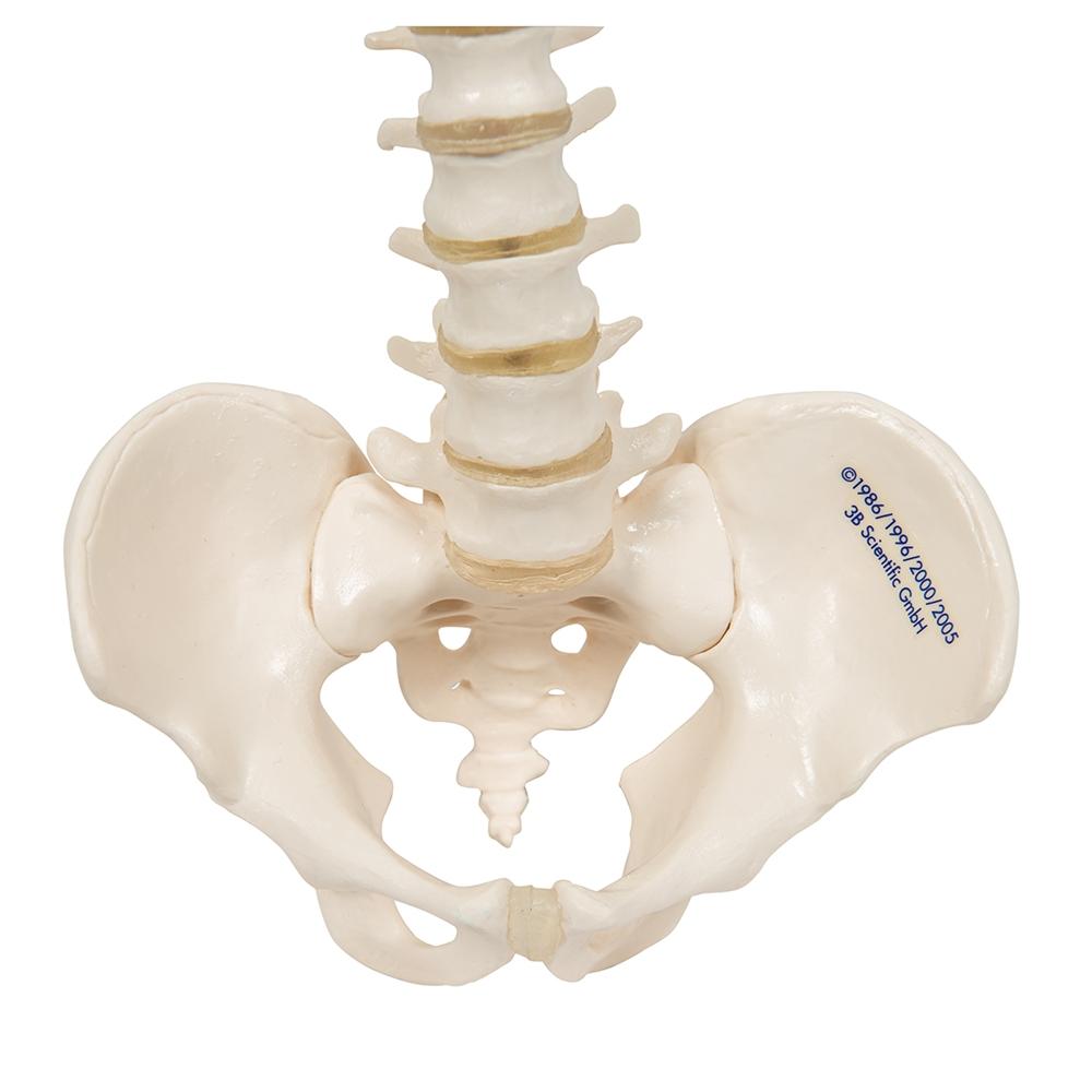 Flexible Mini Spinal Column Model - Anatomical Spine Teaching Tool for Medical Students & Chiropractors - Perfect for Classroom, Clinic & Study Use