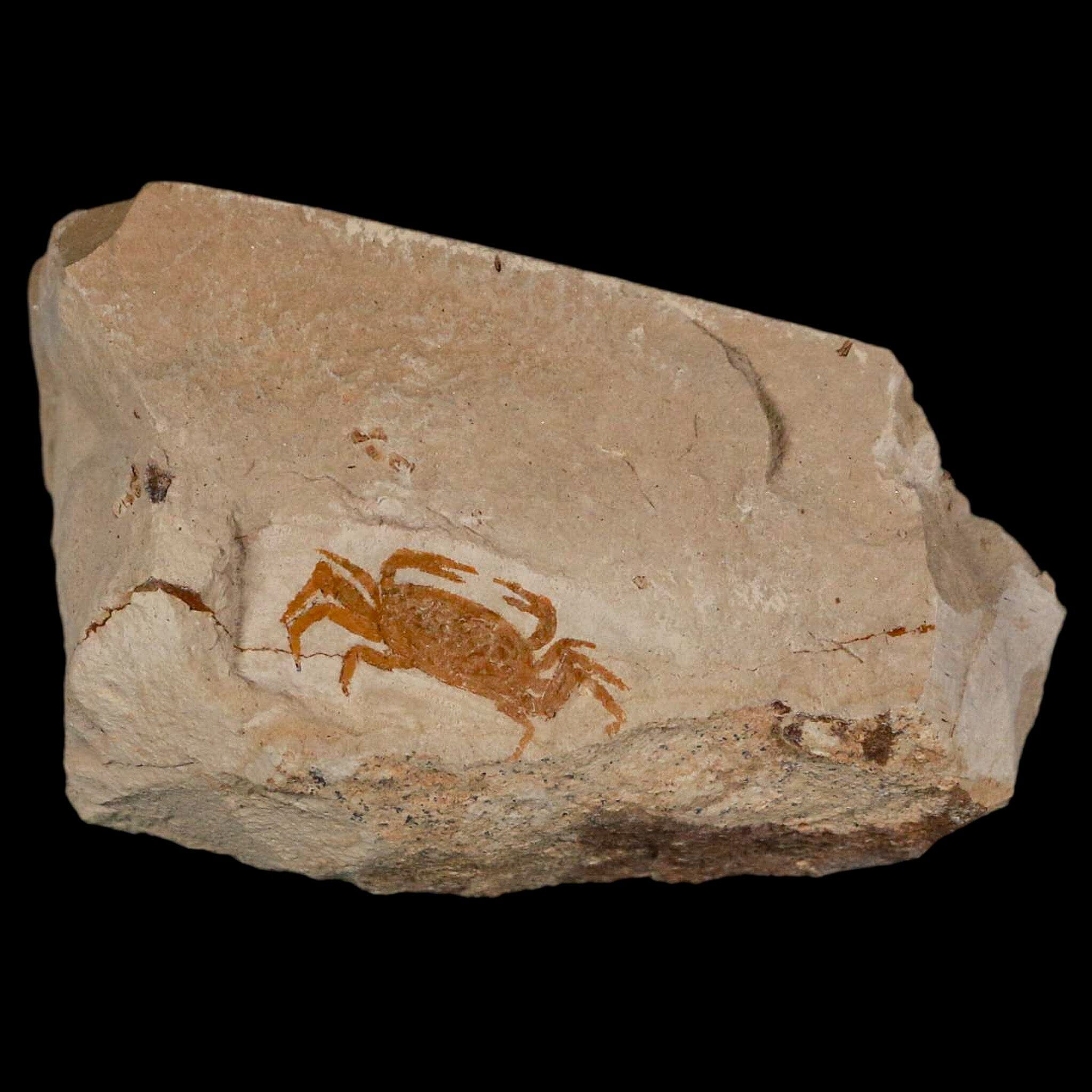 Fossil Crab Pinnixa Galliheri - 0.9