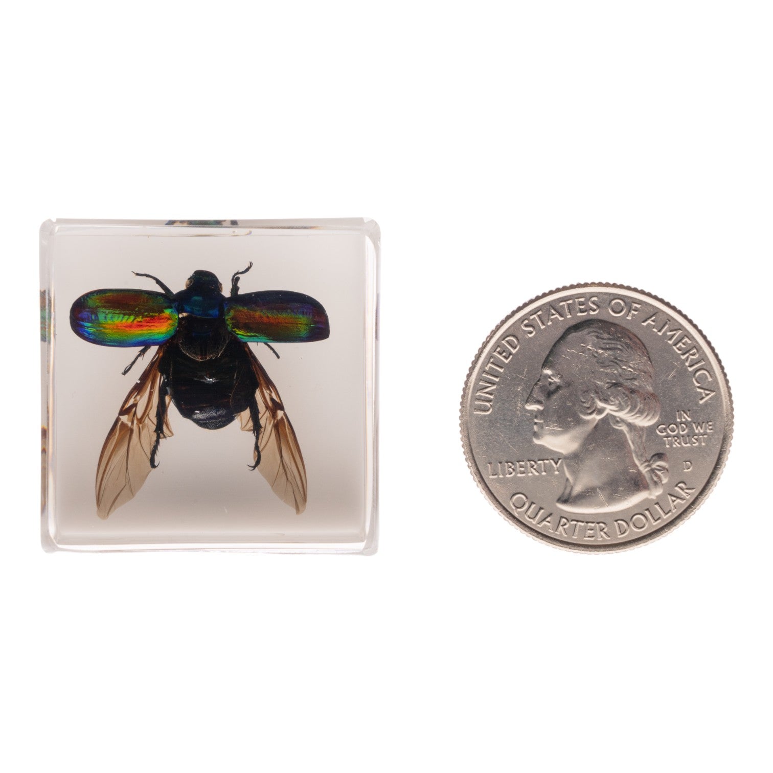 Real Green Rose Chafer Beetle Specimen in Clear Acrylic Cube Display with Strong Magnet - Perfect for Science Classrooms, Nature Collections & Unique Home Decor