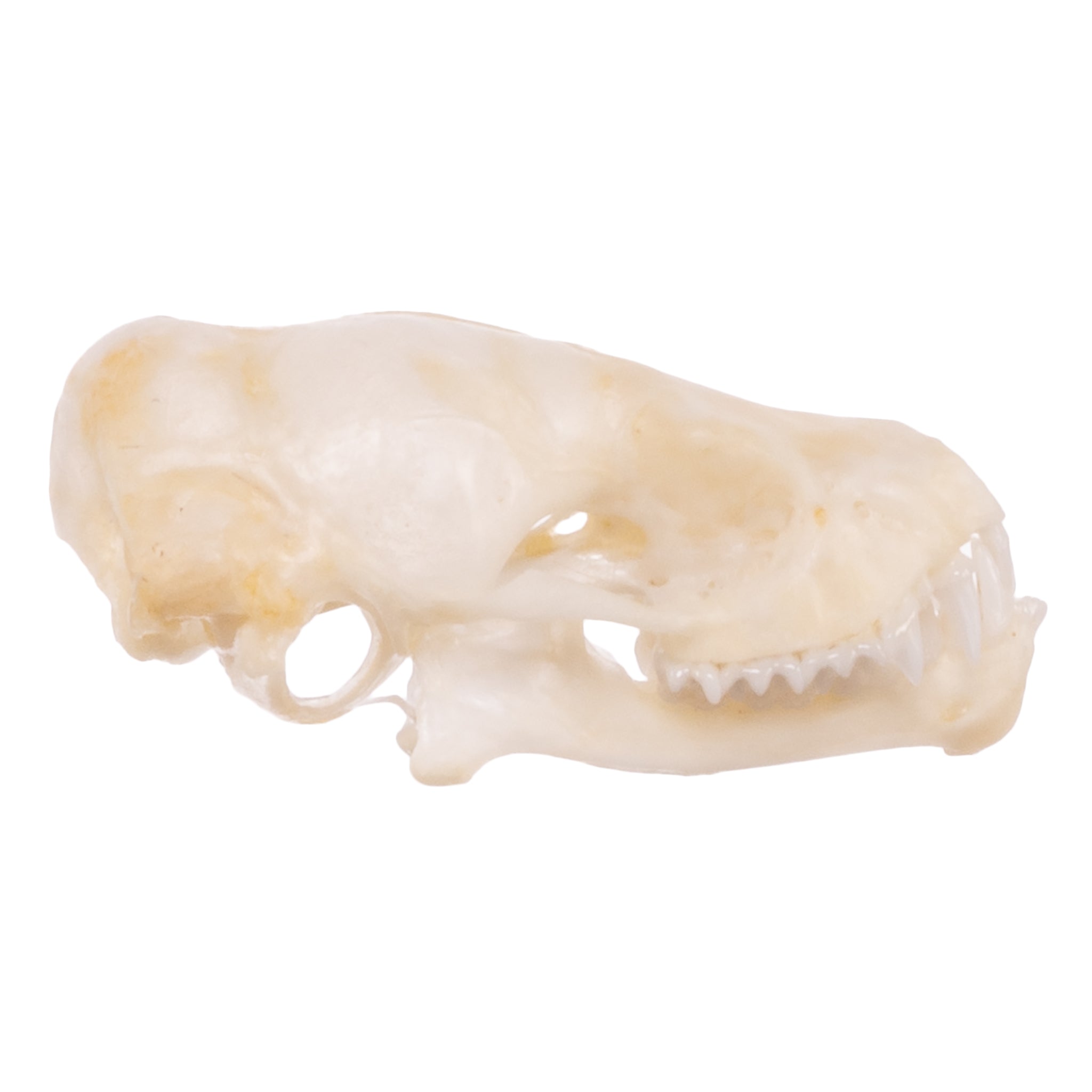 Authentic Mexican Free-tailed Bat Skull Specimen - Taxidermy Oddity for Gothic Decor, Halloween Props & Natural History Collectors