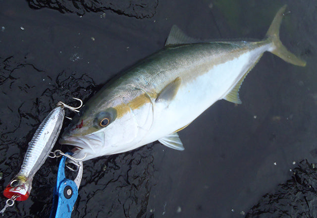 Yo-Zuri Mag Popper Fishing Lures - Topwater Bass & Saltwater Lure for Freshwater & Saltwater Fishing - Perfect for Casting, Trolling & Popping Action