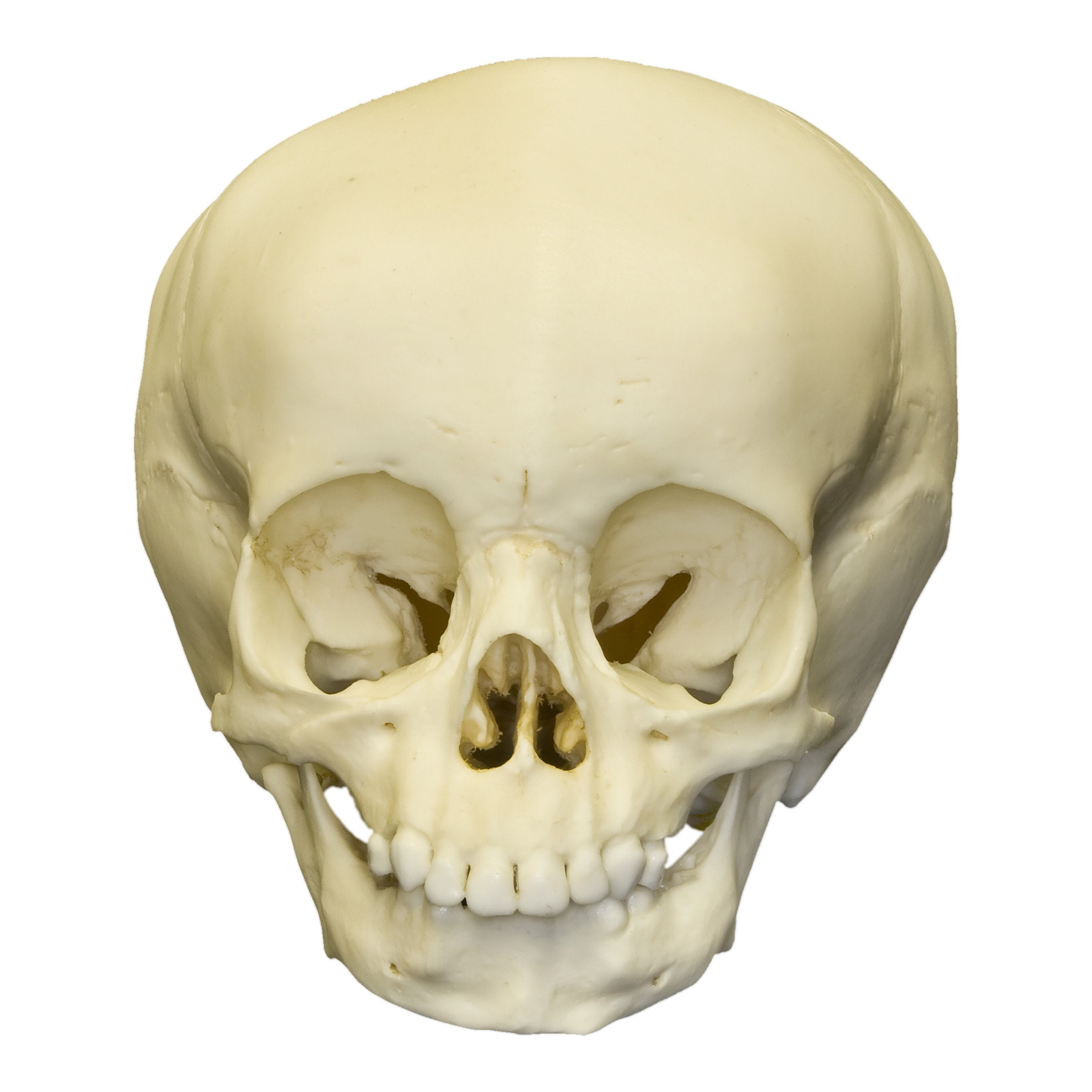 Authentic Replica 15-Month-Old Human Child Skull - Realistic Anatomy Model for Medical Study, Forensic Science & Educational Display