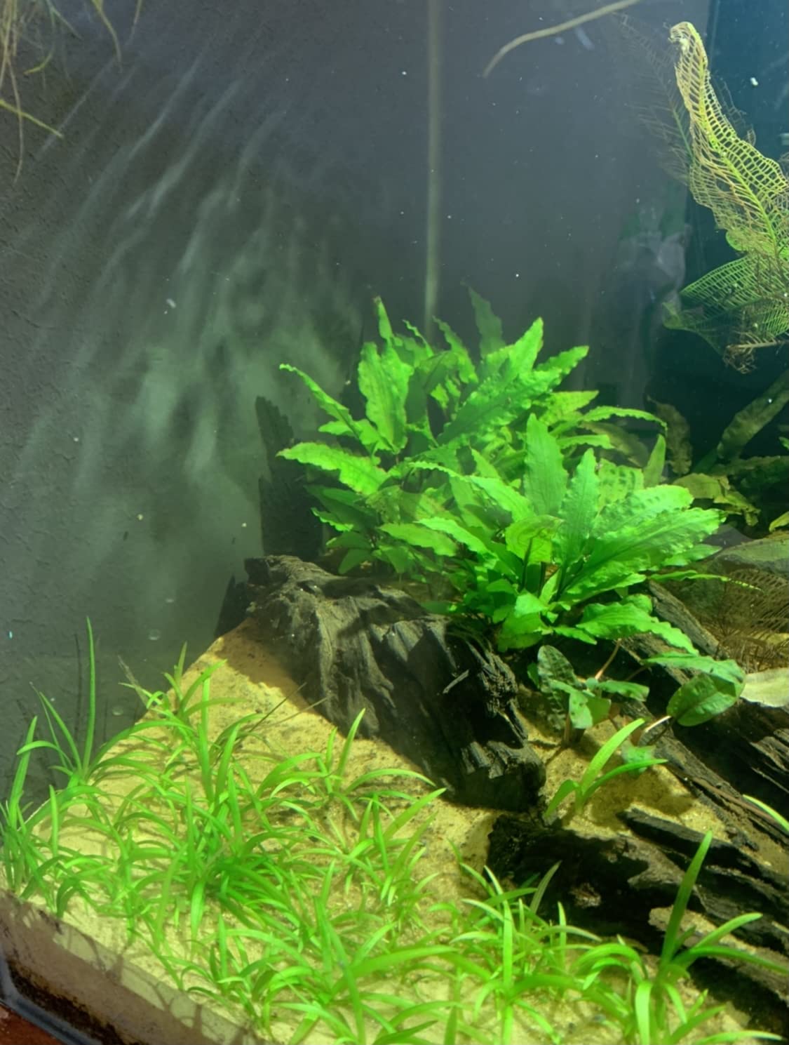10x Dwarf Sagittaria Subulata Live Aquarium Plants - Freshwater Aquatic Carpeting Plants for Fish Tanks (Buy 2 Get 1 Free) - Perfect for Aquascaping, Foreground Planting & Shrimp Tanks