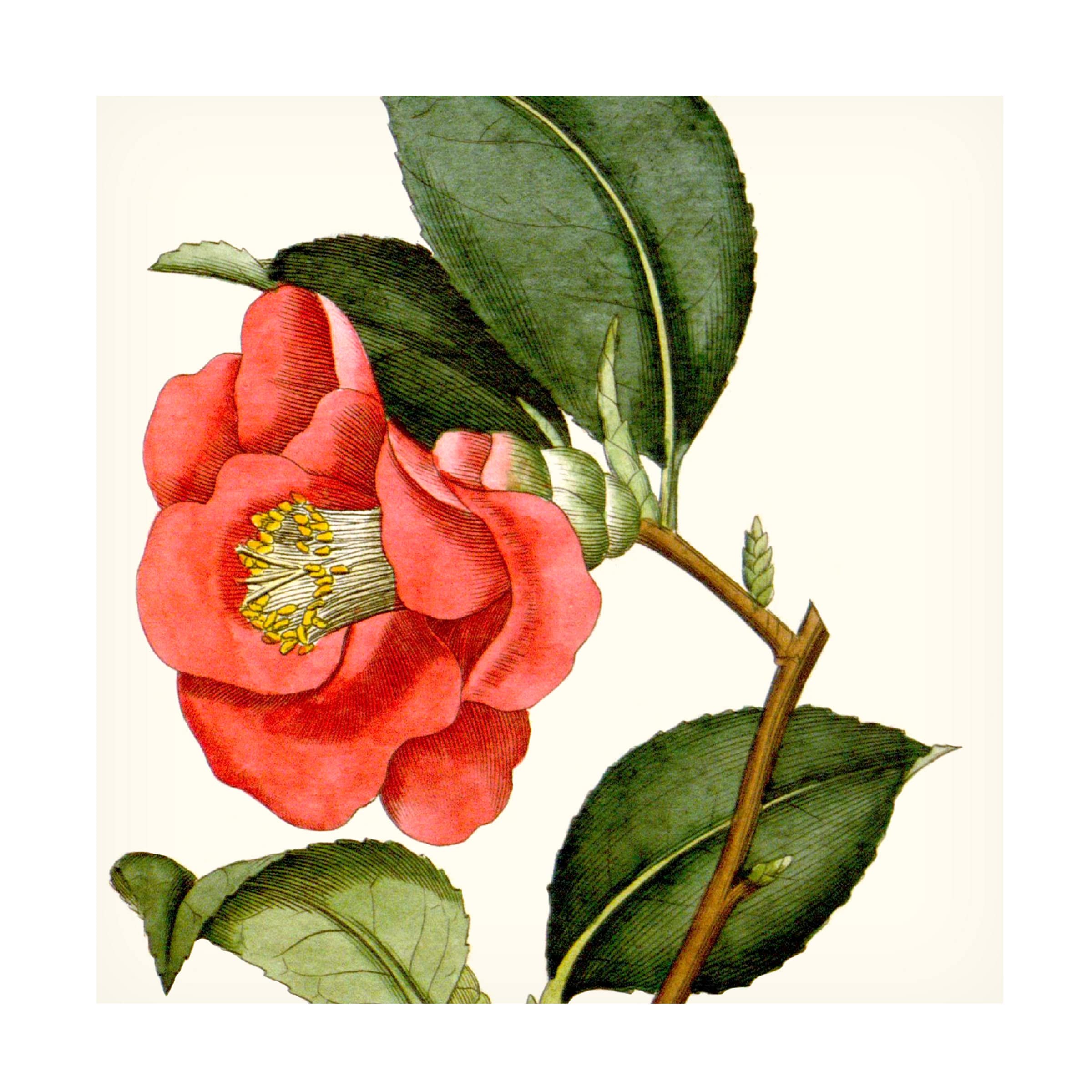 Trademark Fine Art 'Cropped Antique Botanical III' Canvas Wall Art Print - Vintage Floral Home Decor for Living Room, Bedroom & Office