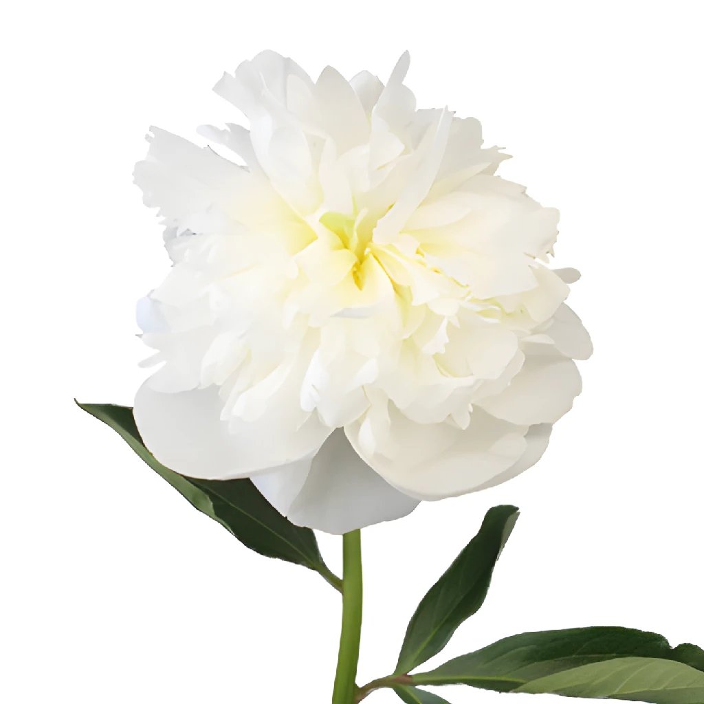 Fresh Cream Peonies Bouquet - April Delivery for Weddings, Home Decor & Special Occasions