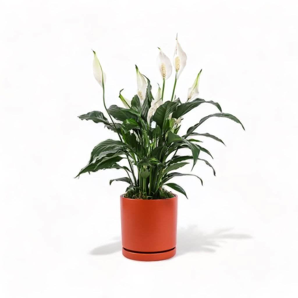 Medium Gemstone Potted Peace Lily - Indoor House Plant for Home & Office Decor | Perfect for Living Room, Bedroom, or Desk