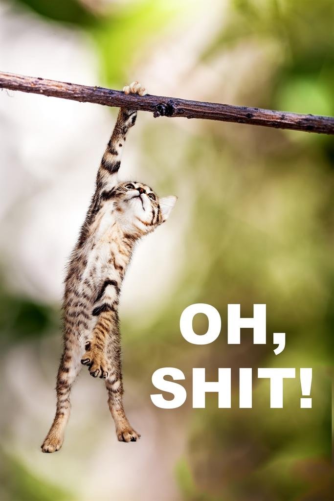 Funny 'Hang in There' Cat Poster - Motivational Kitten Wall Art for Home & Office Decor - Large 36x54 Inch Inspirational Cat Poster - Perfect for Living Room, Bedroom, or Gift