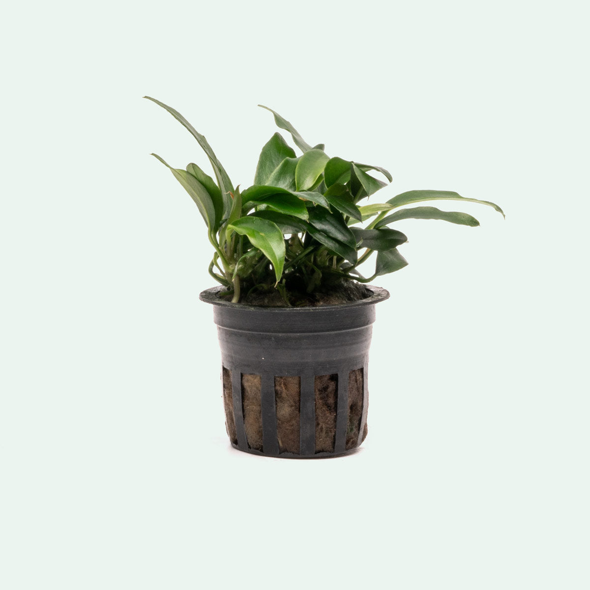 Anubias Chili Jalapeño - Live Aquarium Plant for Freshwater Fish Tanks | Low Light Aquatic Plants for Beginners | Perfect for Aquascaping and Shrimp Tanks