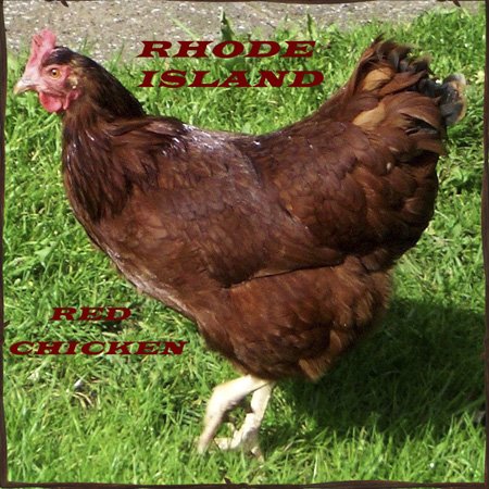 3D Rose Rhode Island Red Chicken State Bird Toggle Switch - Perfect for Home Decor, DIY Projects, and Unique Gifts