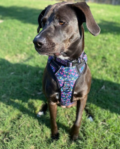 Easy Walker Primrose Harness - Adjustable No-Pull Dog Harness for Small & Medium Dogs | Reflective & Padded for Comfort | Perfect for Walking, Training & Outdoor Adventures