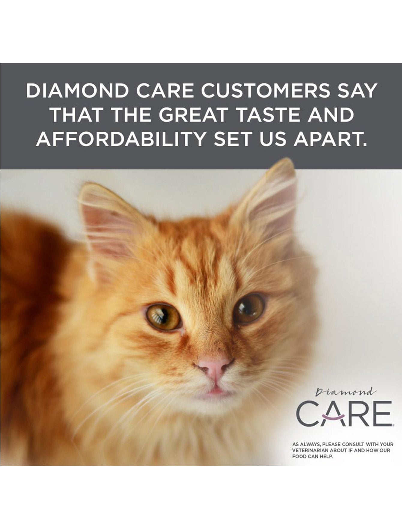 Premium Diamond Care Urinary Support Dry Cat Food for Adult Cats - 6lb Bag | Supports Urinary Tract Health | Ideal for Indoor Cats & Senior Felines