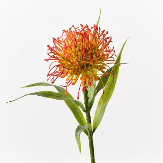 Buy Protea Leucospermum Orange - Exotic Cut Flowers for Wedding Bouquets, Home Decor & Floral Arrangements