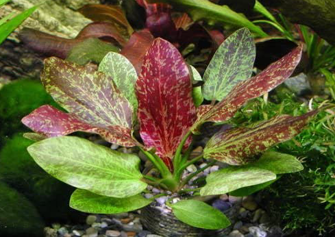 TCulture Echinodorus Green Flame Aquatic Plant - Live Freshwater Aquarium Plant for Fish Tanks, Ponds & Aquatic Gardens - Perfect for Aquascaping & Natural Habitat Decoration