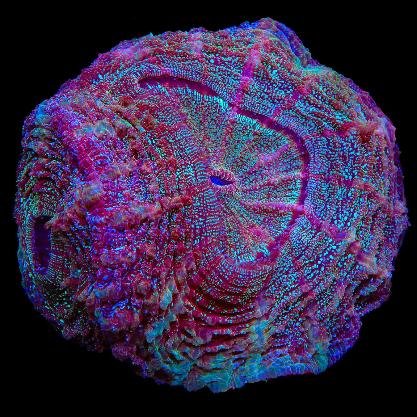 Double Head Rainbow Acanthophyllia Coral - Rare Saltwater Aquarium Coral for Reef Tanks & Marine Displays
