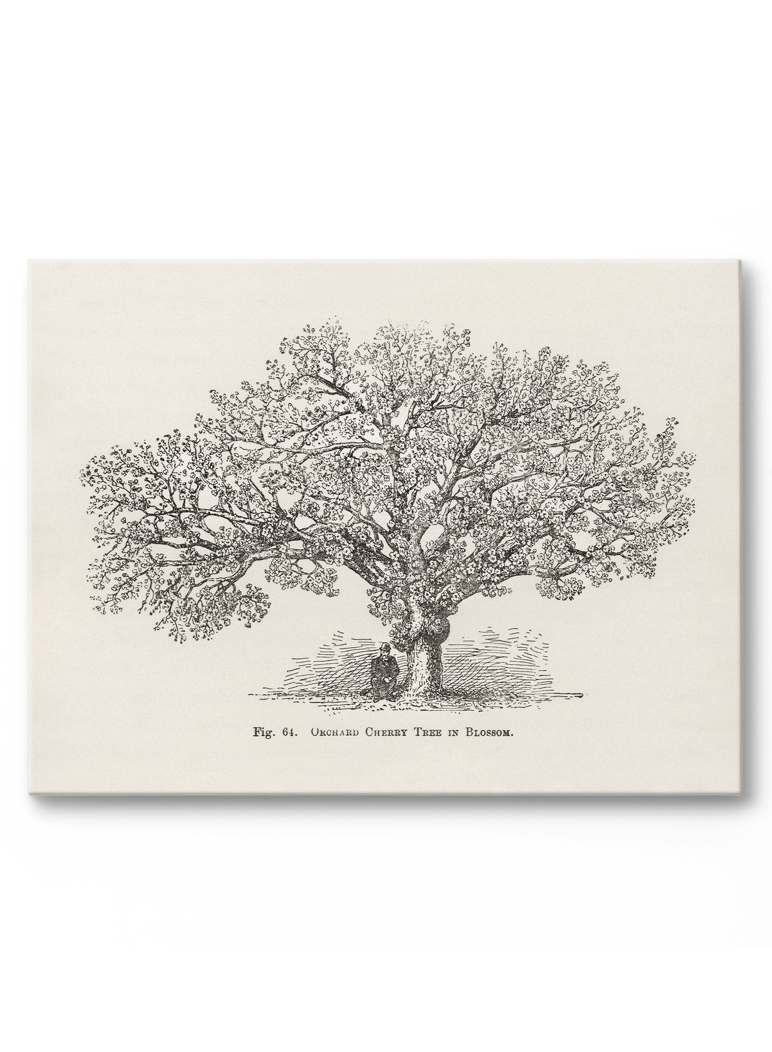 Orchard Cherry Tree Poster - High Quality Botanical Wall Art for Home & Office Decor - Perfect for Living Room, Bedroom, or Classroom Decoration