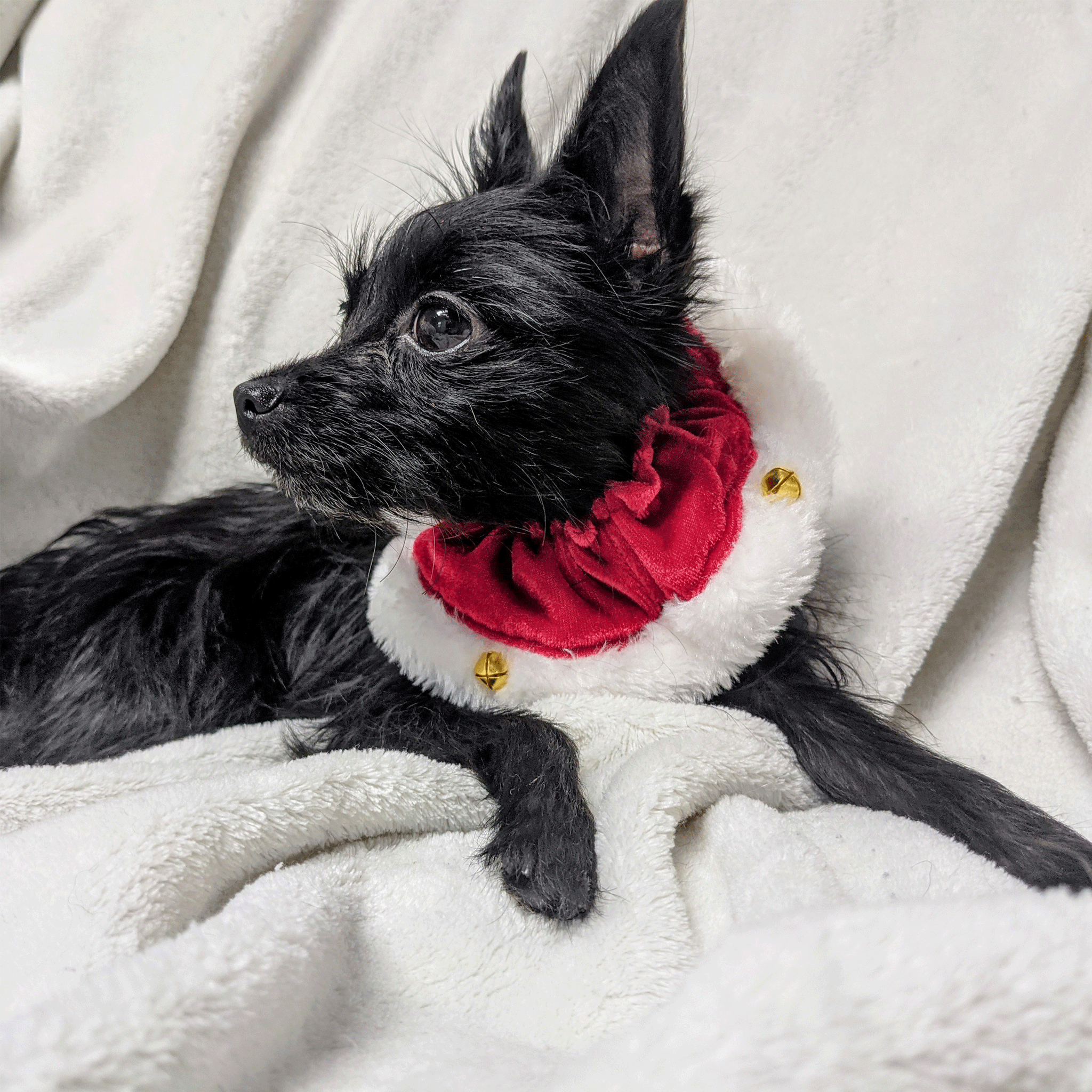 Huxley & Kent Ruff Red Santa Scrunchy Dog Bandana - Festive Christmas Pet Accessory for Small Medium Large Dogs - Perfect for Holiday Photos & Parties