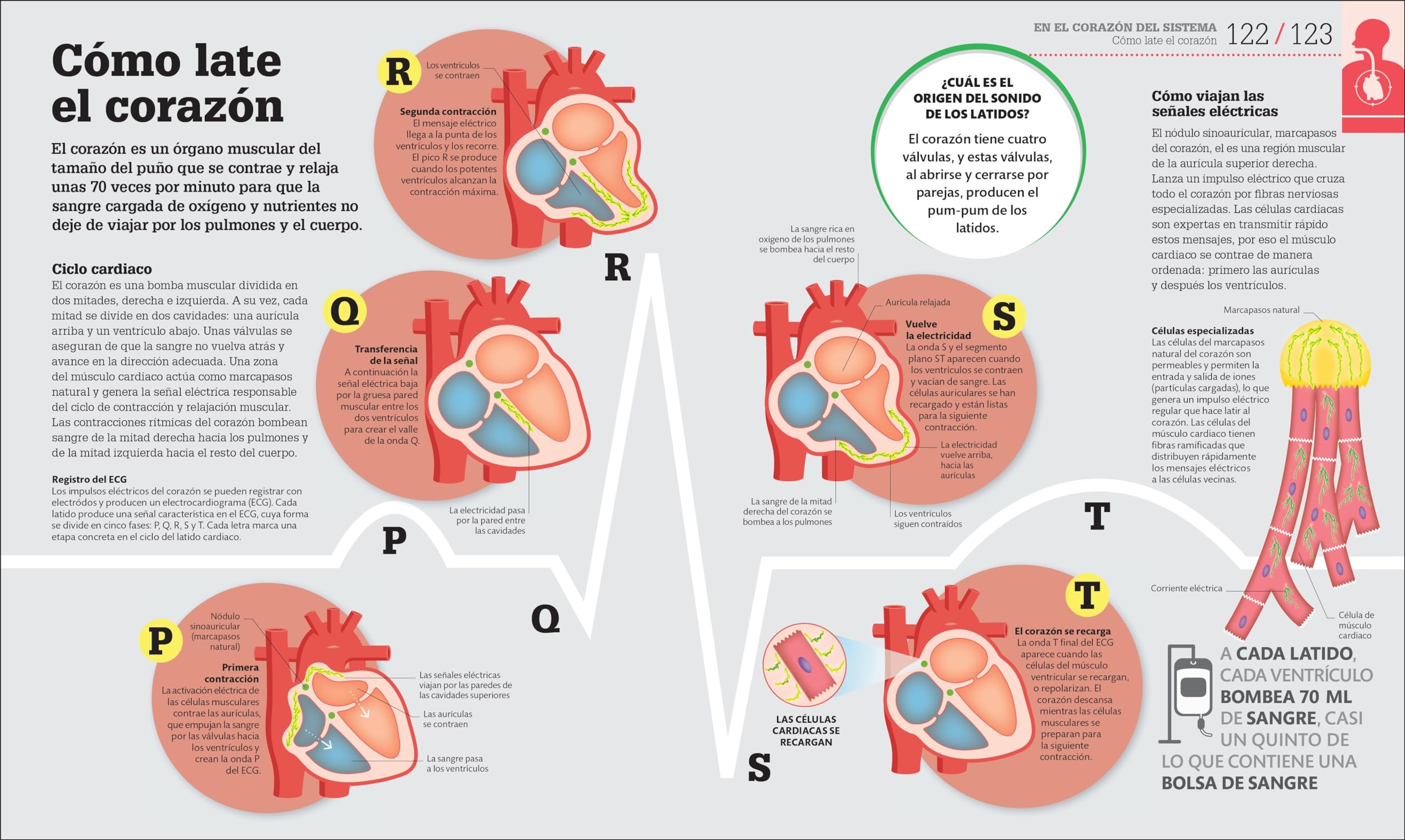 How the Body Works: A Visual Guide to the Human Body (DK How Stuff Works) - Perfect for Students, Teachers, and Health Enthusiasts