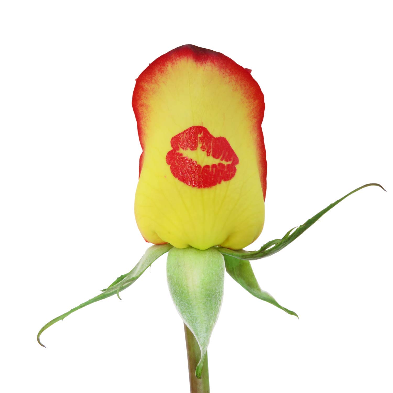 Beautiful Yellow Rose with Kiss You Sign - Fresh Cut Single Rose for Romantic Gifts, Anniversaries & Special Occasions | Next Day Delivery