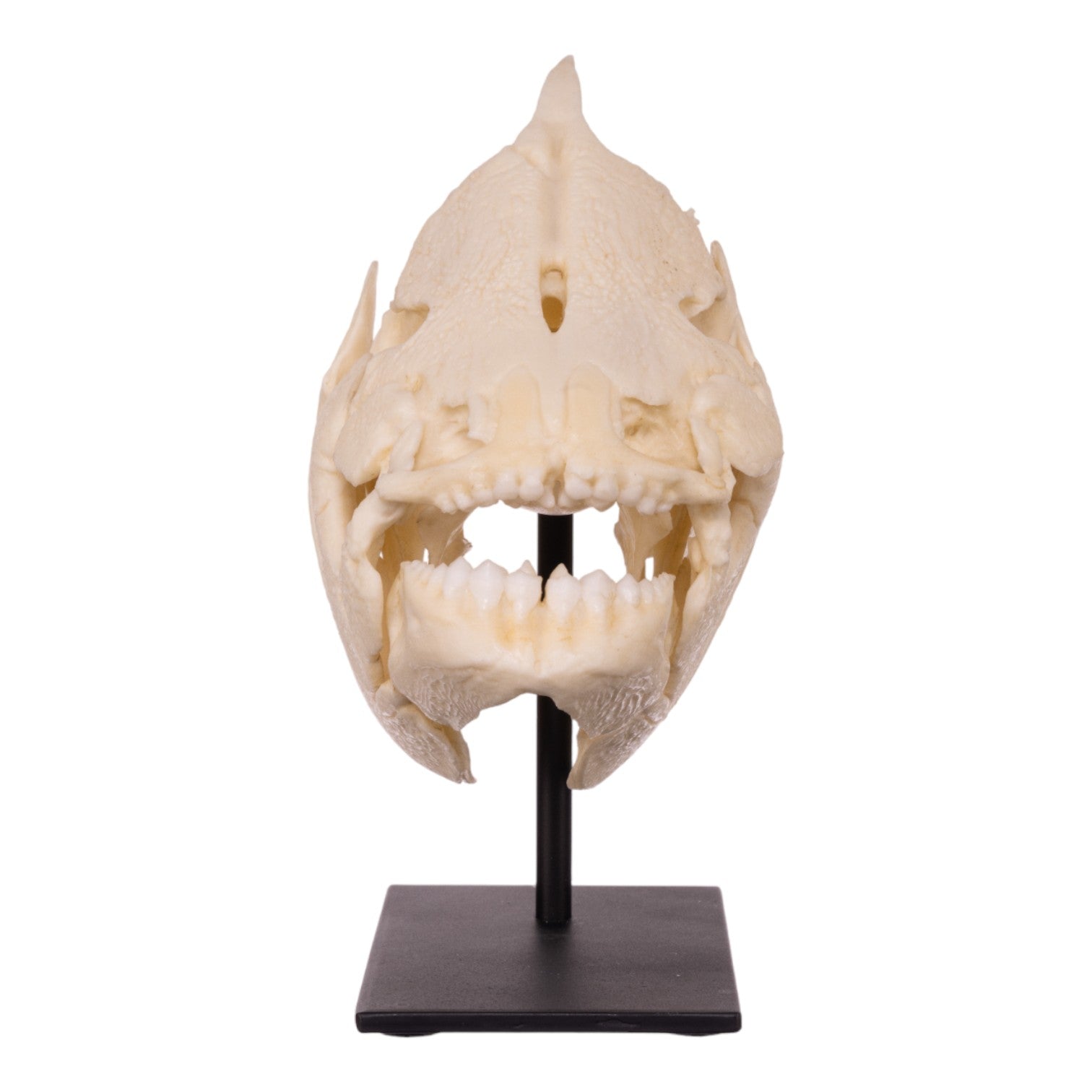 Authentic Pacu Fish Skull Replica on Display Stand - Unique Home Decor, Taxidermy Collectible & Gothic Halloween Decoration