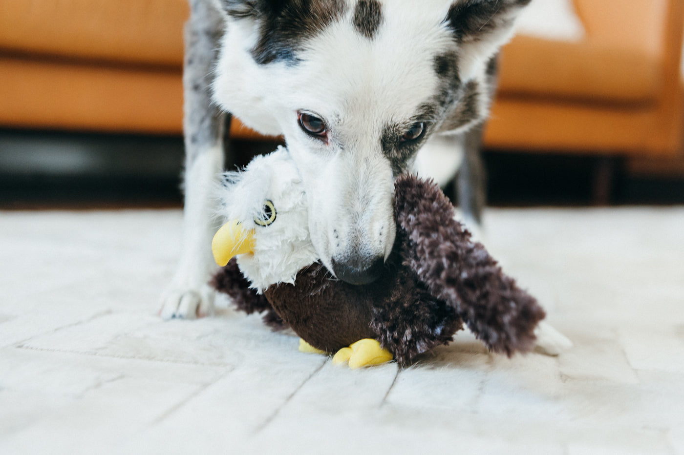 Edgar the Eagle Plush Dog Toy - Fetching Flock™ Chew-Resistant Squeaky Stuffed Animal for Medium & Large Dogs | Perfect for Fetch, Tug-of-War & Cuddling | Pet P.L.A.Y.