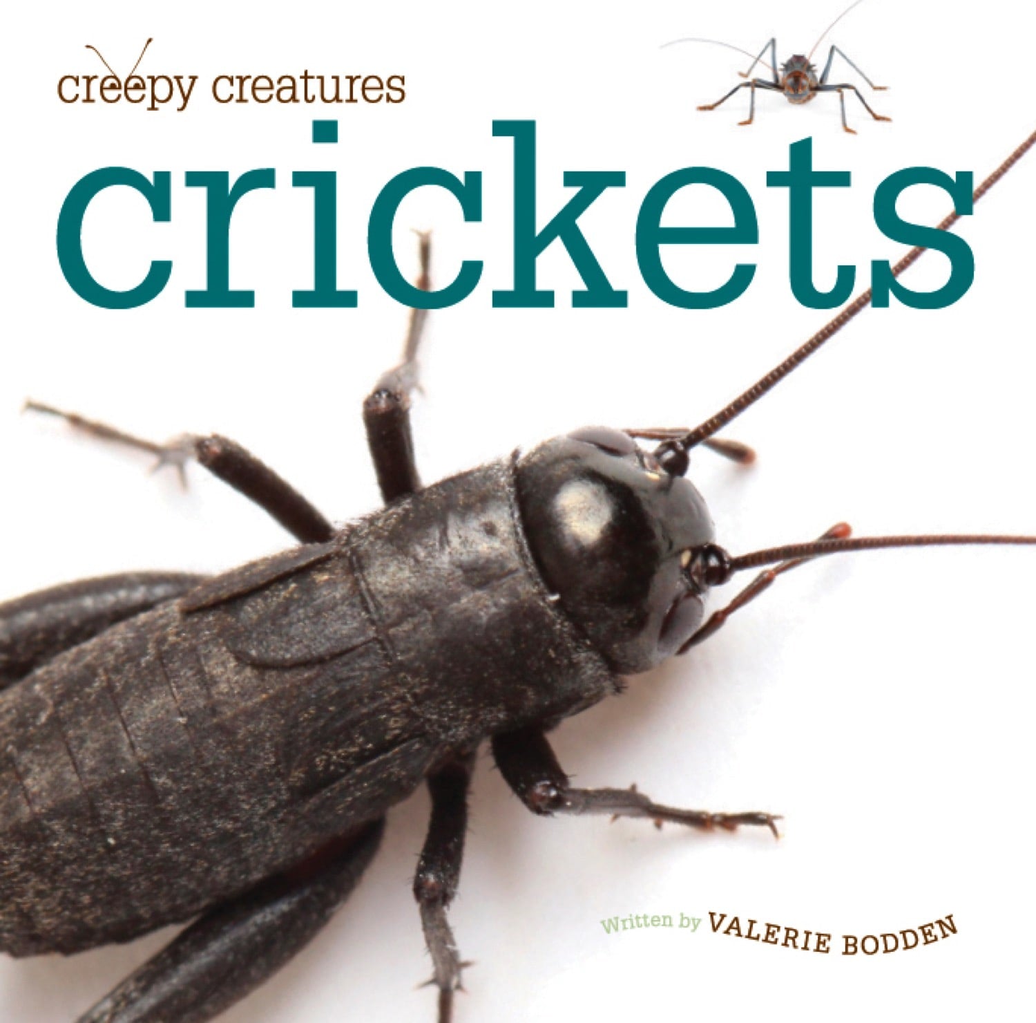 Live Crickets for Reptile Food - Bulk 978 1 58341 993 9 - Perfect for Feeding Bearded Dragons, Geckos & Other Insect-Eating Pets
