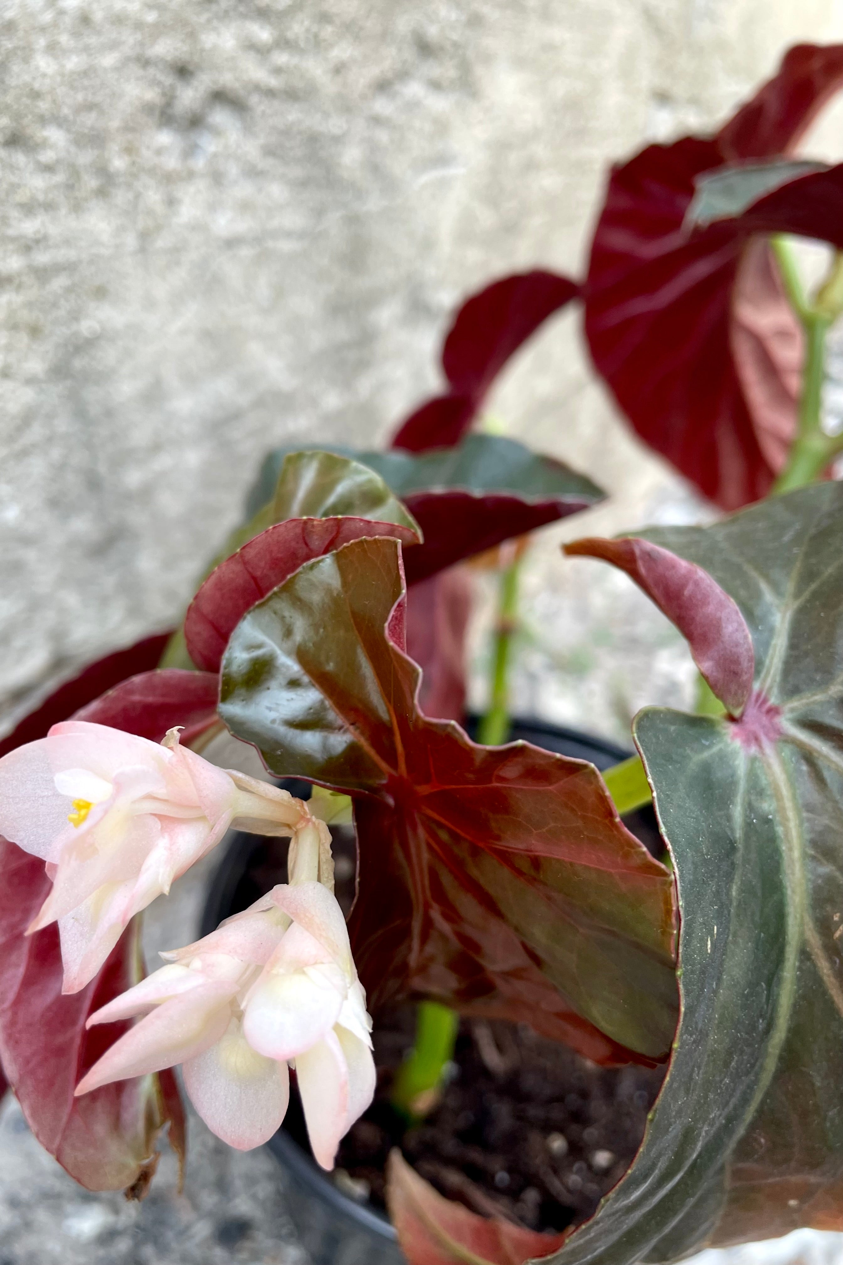 Angel Wing Begonia Plant - 6