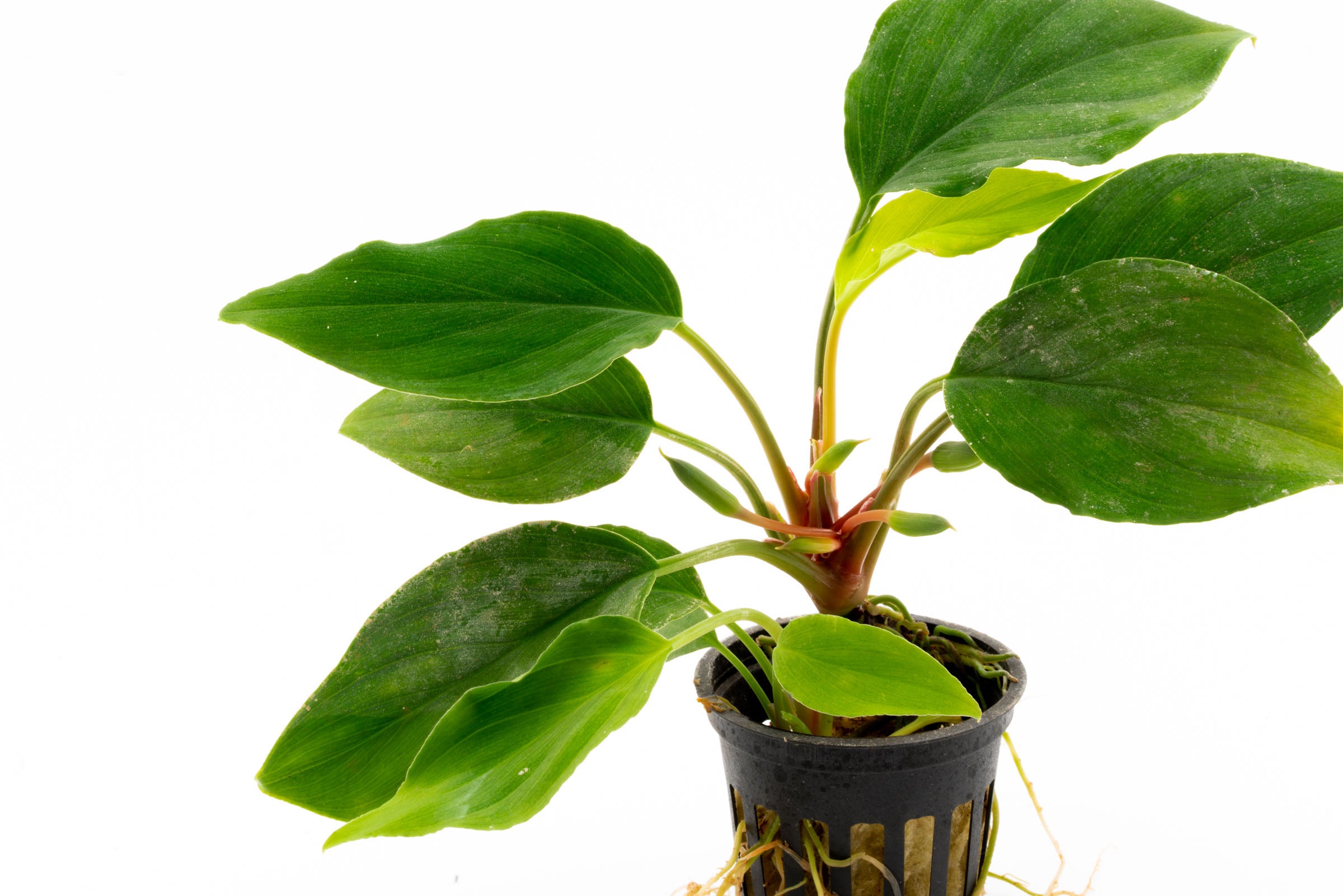 Homalomena Sungai - Rare Tropical Houseplant for Indoor Decor - Perfect for Home, Office, and Garden Spaces