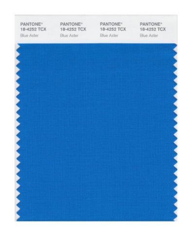 Blue Aster
