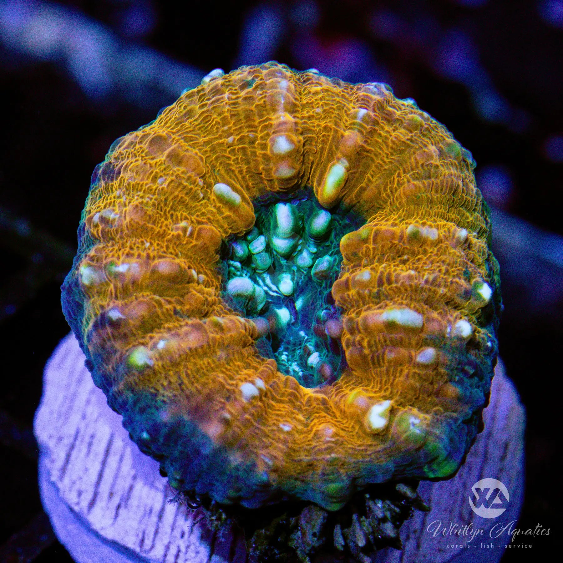 A36 Orange Lobo WYSIWYG - Premium Freshwater Aquarium Coral for Reef Tanks | Perfect for Beginners & Advanced Hobbyists | Enhances Home & Office Aquascaping