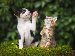 Premium Senior Cat & Dog Vitamins with Vitamin E - 90 Chewable Tablets for Joint & Immune Support - Ideal for Aging Pets' Daily Health Care