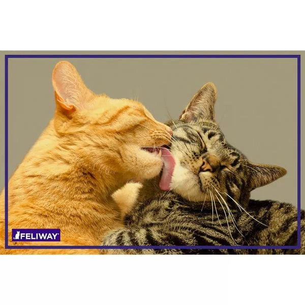 FELIWAY FRIENDS Cat Calming Diffuser Kit - Reduce Multi-Cat Tension & Stress - Plug-in Diffuser with Pheromones for Harmony at Home - Perfect for Multi-Cat Households & Introducing New Cats