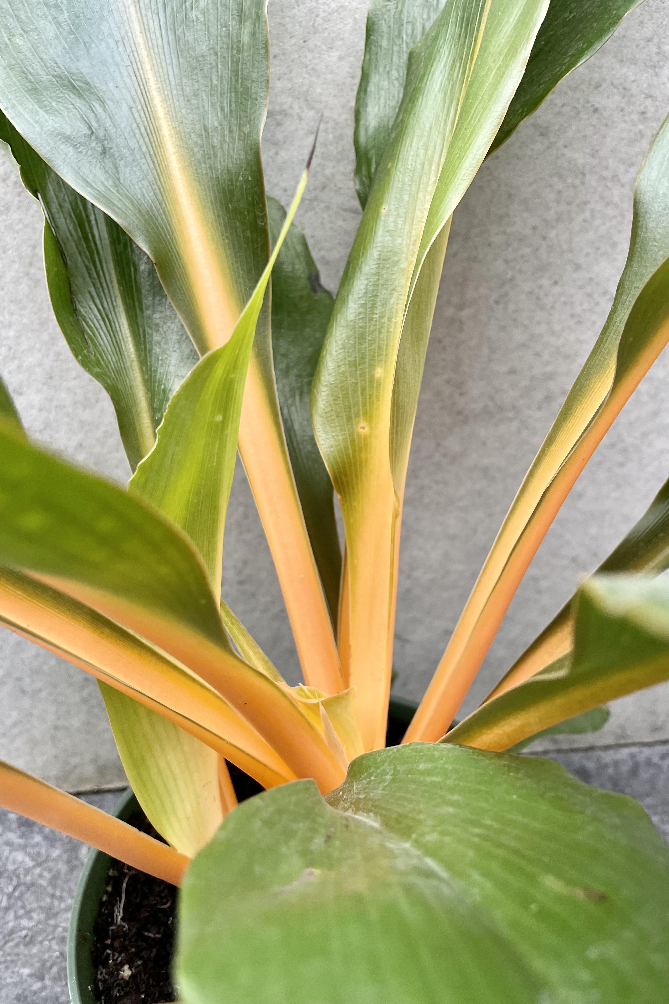 Fire Flash Chlorophytum Amaniense - 6