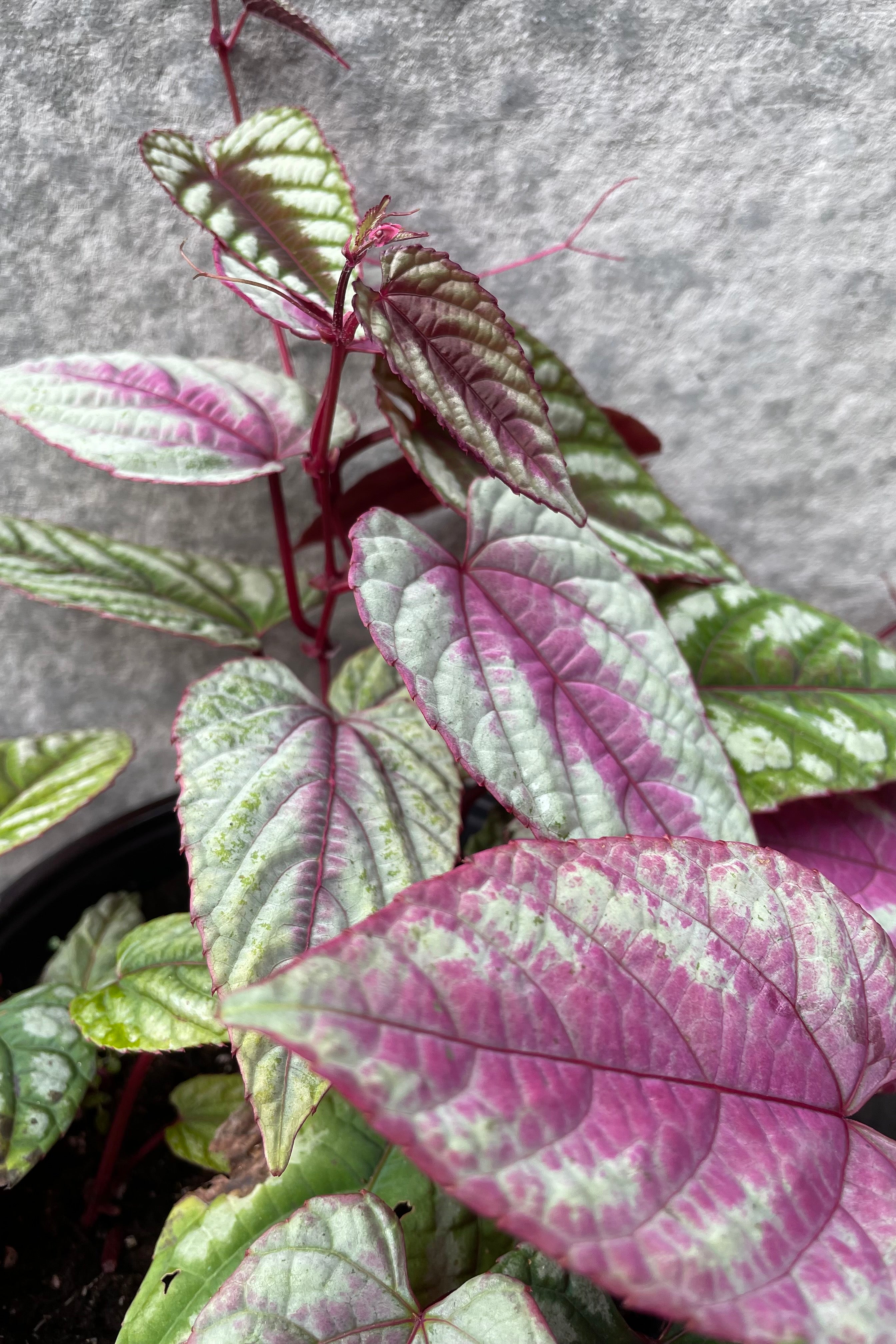 Buy Cissus Discolor Rex Begonia Vine - 6 Inch Live Plant for Indoor Hanging Baskets & Home Decor