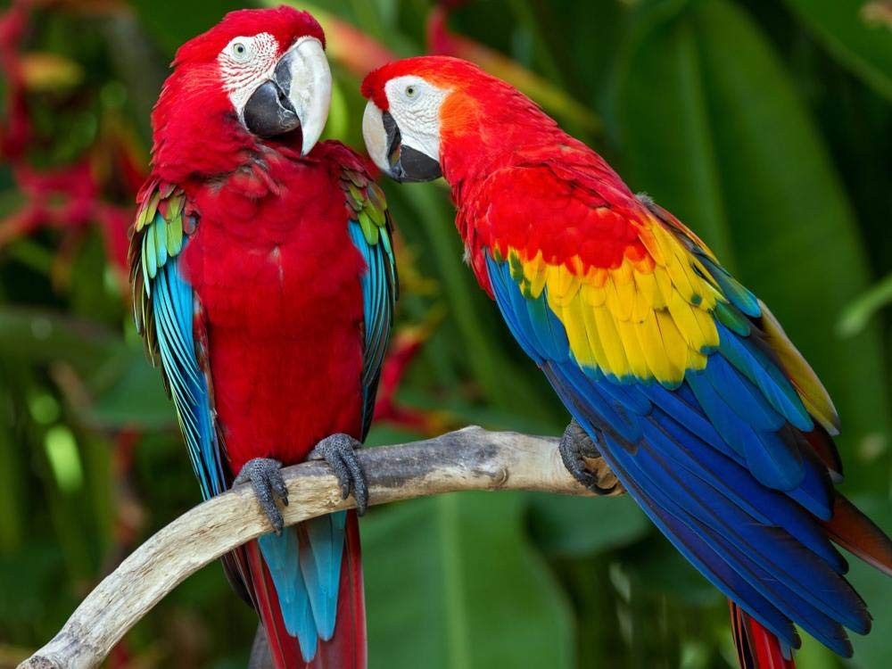 Premium 1500-Piece Wooden Jigsaw Puzzle for Adults & Teens - Macaw Family Challenging Brain Game - Large 87x58cm Difficult Puzzle - Perfect for Family Bonding, Stress Relief & Home Decor