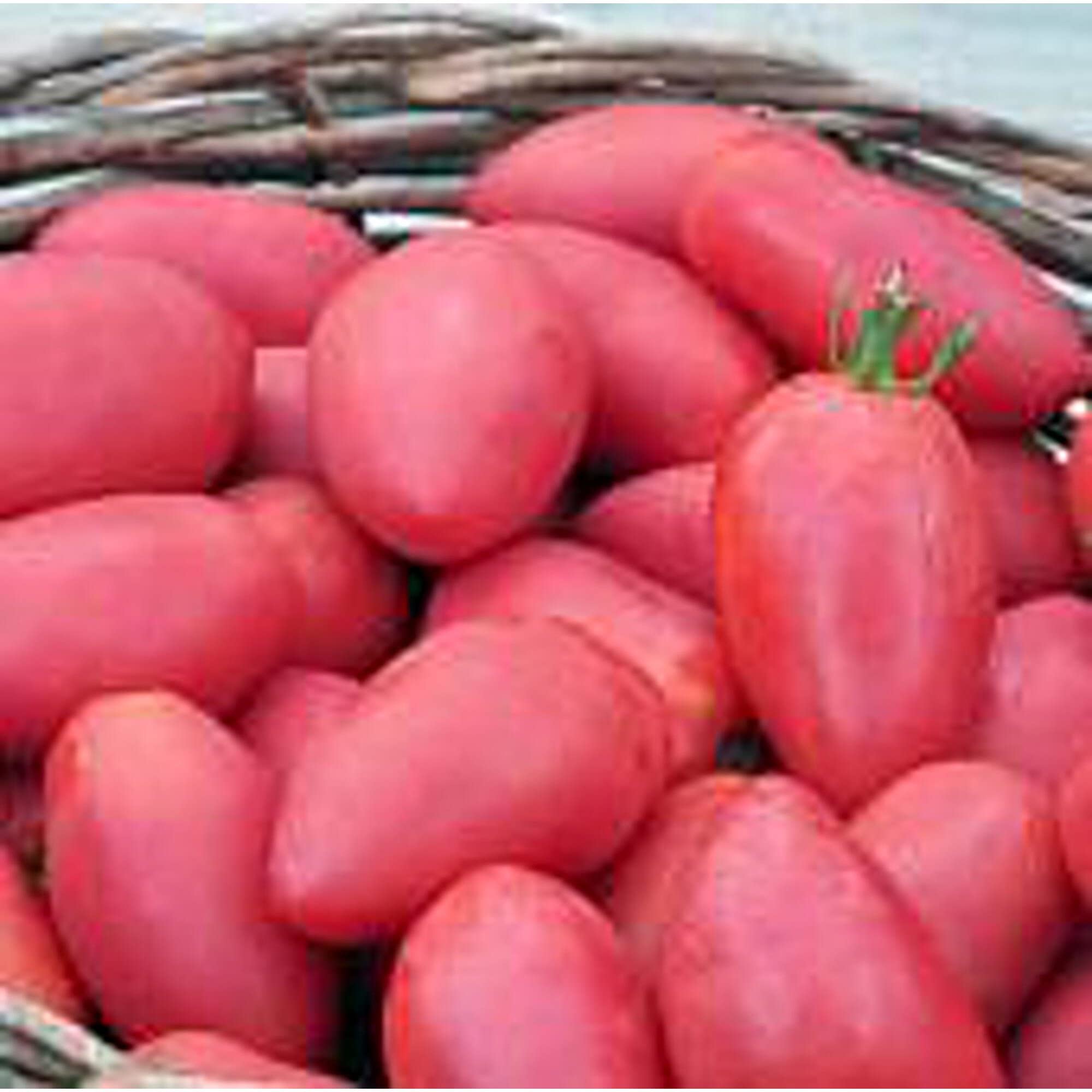 Non-GMO Sheboygan Tomato Seeds (20+ Seeds) - Organic Vegetable Seeds for Planting | Home Garden, Greenhouse, Raised Beds & Container Gardening | Fresh Salad & Canning Tomatoes