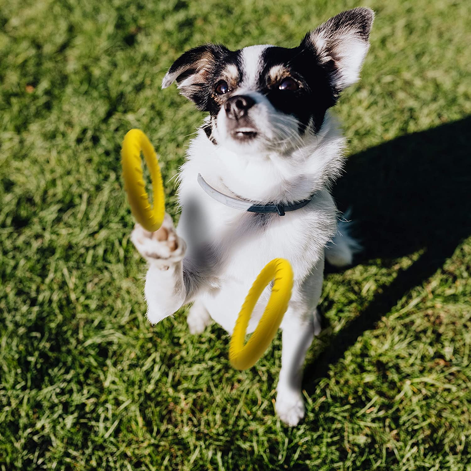 Durable Floating Dog Frisbee - Indestructible Chew Toy for Small & Medium Dogs, Perfect for Pool, Beach, Outdoor & Indoor Play - Great for Fetch, Training, Swimming & Water Games