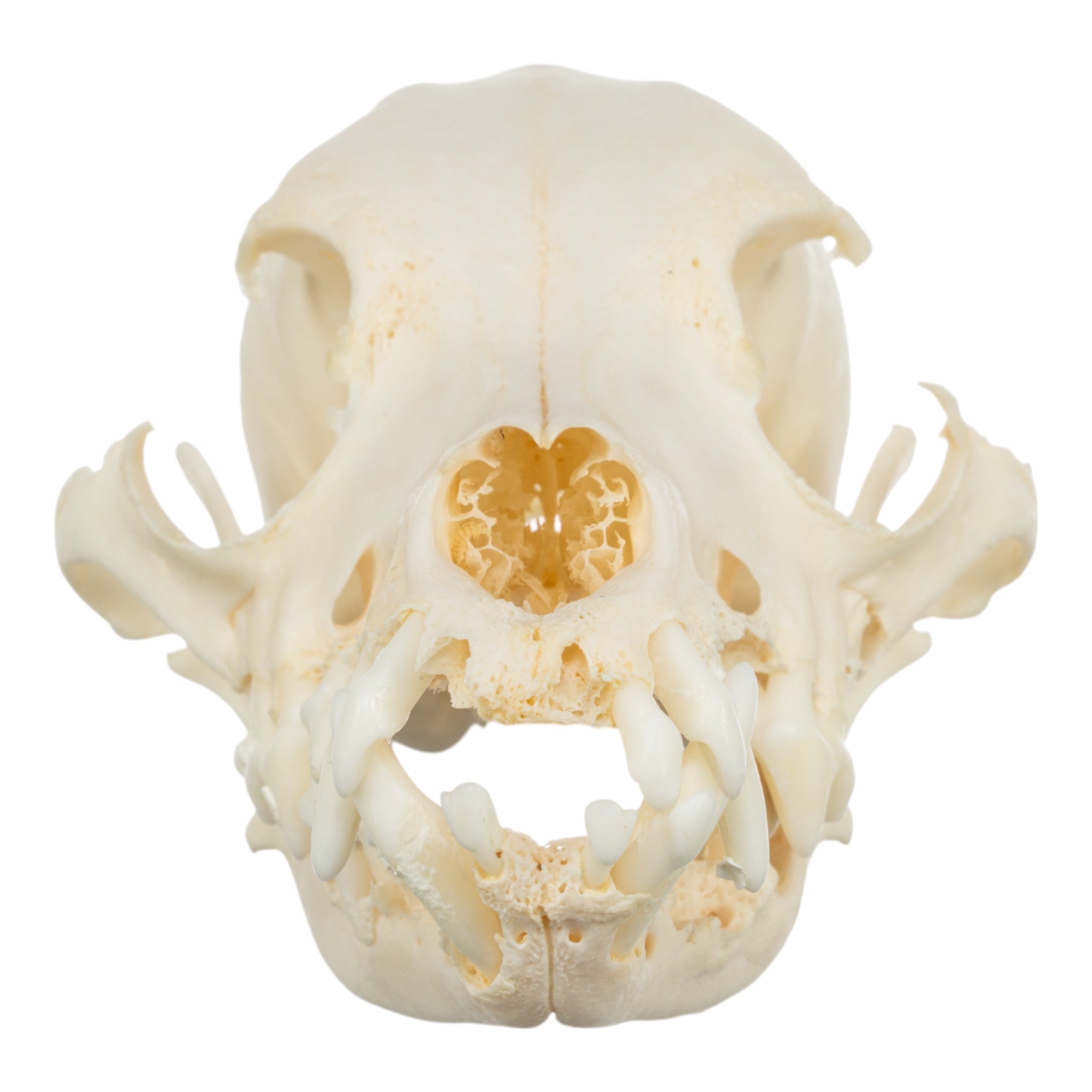 Authentic Corgi Dog Skull Specimen - Real Domestic Canine Skull for Veterinary Study, Dental Research & Halloween Decor