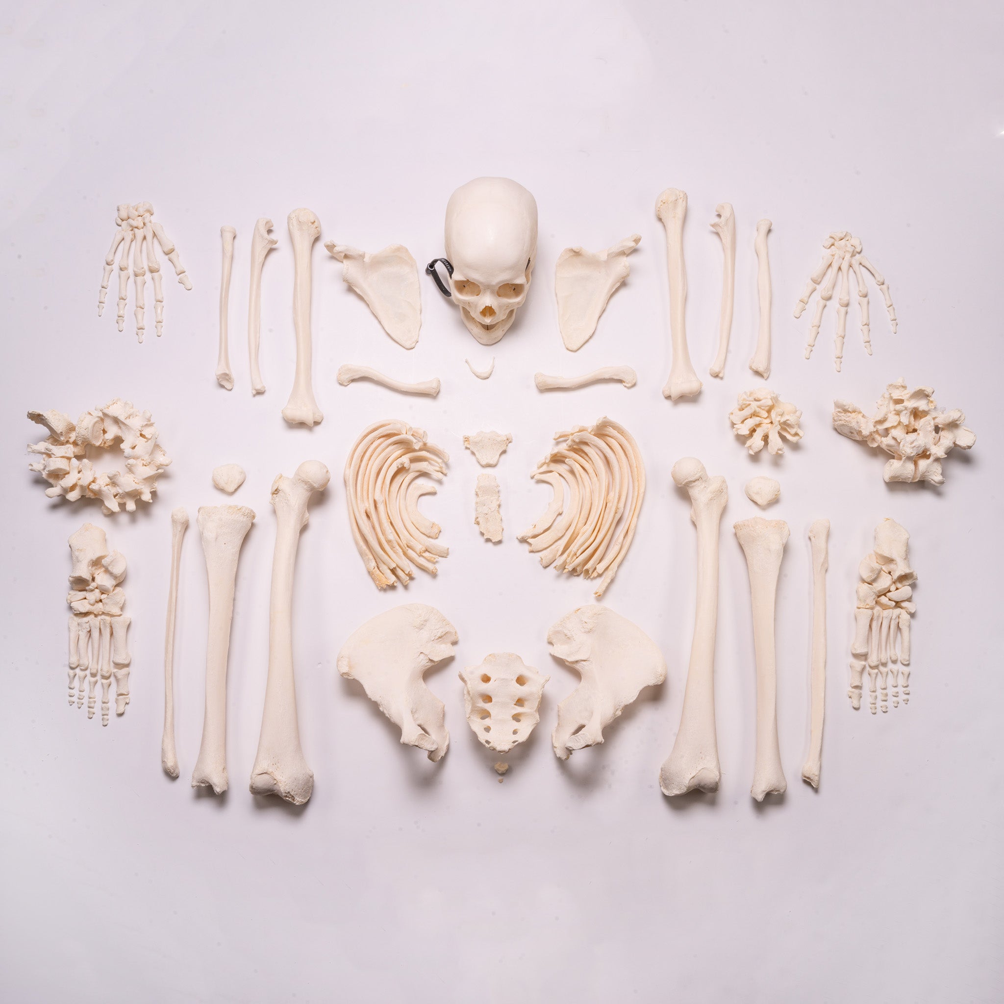 High-Quality Disarticulated Human Skeleton Model for Medical Education & Research - Perfect for Anatomy Studies, Classroom Demonstrations & Scientific Research