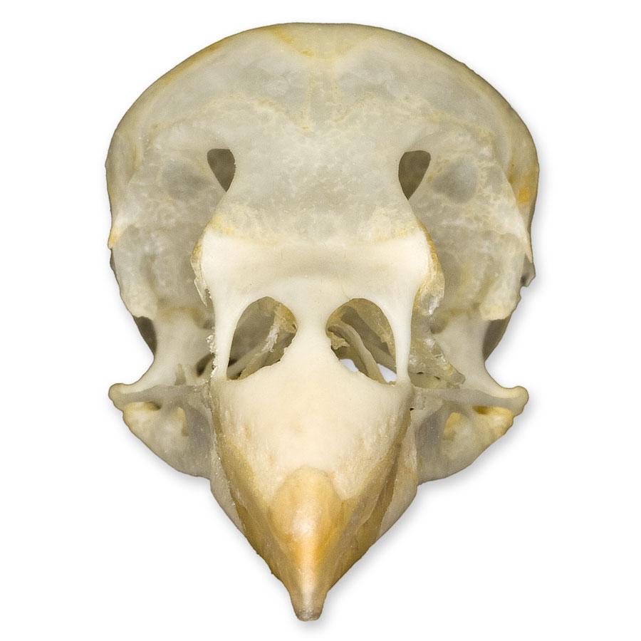 Authentic Society Finch Skull Specimen - Unique Collectible for Science, Education & Gothic Decor | Perfect for Biology Classrooms, Taxidermy Displays & Dark Aesthetic Home Decor