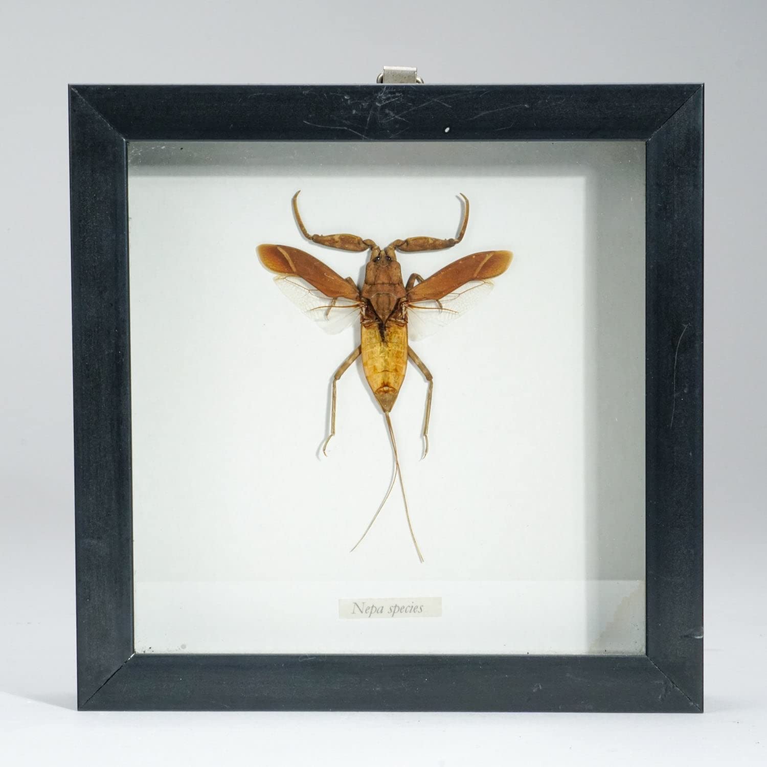 Authentic Nepa Species in Premium Display Frame - BG-7 - Perfect for Entomology Collections, Home Decor & Educational Displays