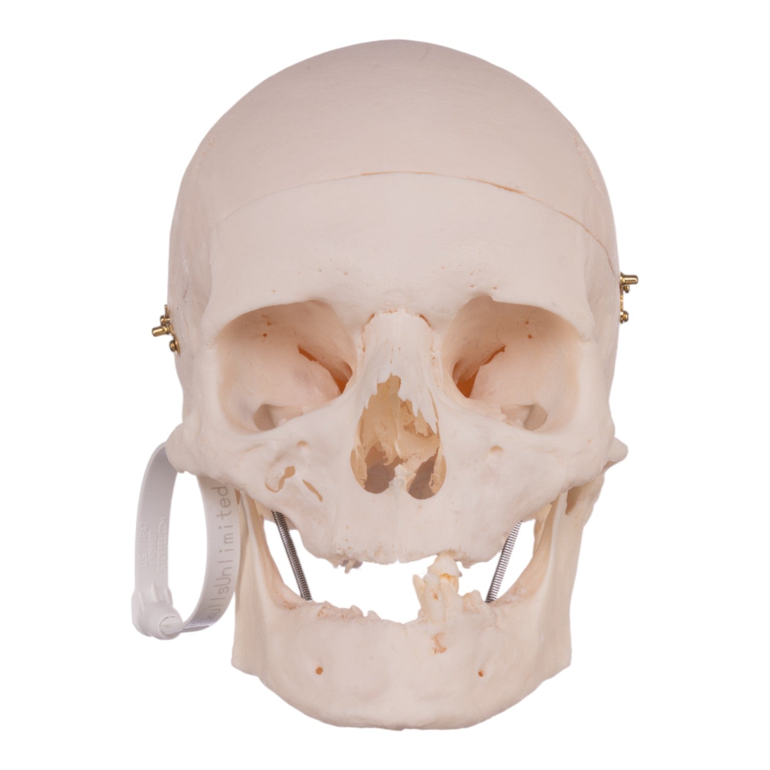 Premium Anatomical Human Skull Model - Accurate Medical & Educational Tool for Students, Doctors & Researchers | Perfect for Classroom, Lab & Study Use