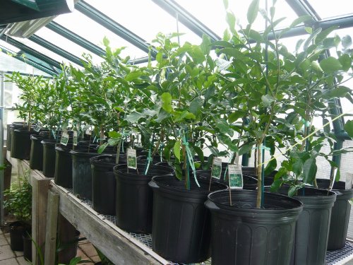 Grafted Semi-Dwarf Thai Kaffir Lime Tree (Makrut) - Fresh Citrus for Cooking, Cocktails & Asian Cuisine - Perfect for Home Gardens & Indoor Planting