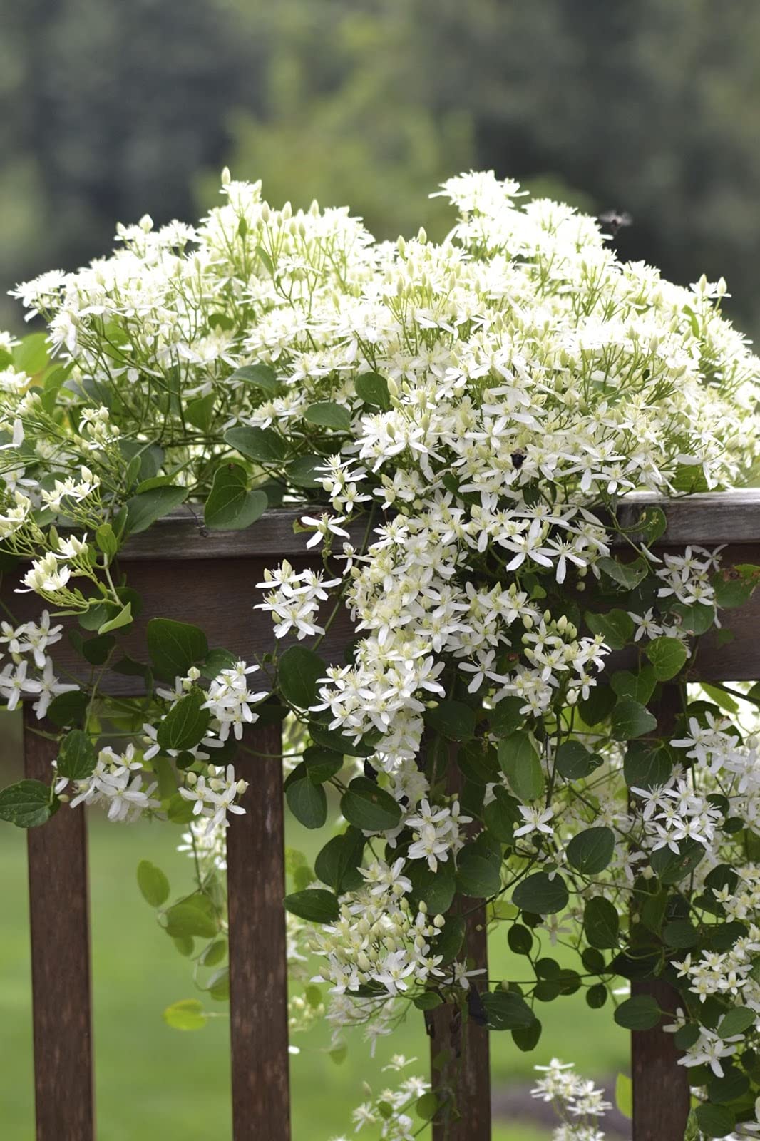 Clematis Sweet Autumn - 5 Live Plants in 4 Inch Growers Pots - Fragrant White Flowering Vine for Garden Trellis, Fence & Pergola - Starter Plants Ready for Outdoor Planting